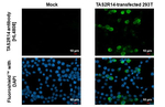 TAS2R14 Recombinant Rabbit Monoclonal Antibody (HL4808)
