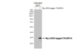 TAS2R14 Antibody in Western Blot (WB)