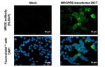 MRGPRE Recombinant Rabbit Monoclonal Antibody (HL5041)