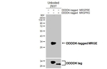 MRGPRE Antibody in Western Blot (WB)