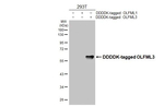 OLFML3 Antibody in Western Blot (WB)
