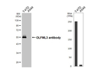 OLFML3 Recombinant Rabbit Monoclonal Antibody (HL4567)