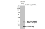 HTR5A Recombinant Rabbit Monoclonal Antibody (HL5019)