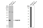 RAB27B Antibody in Western Blot (WB)