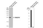 RAB27B Antibody in Western Blot (WB)