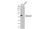 HELIOS Antibody in Western Blot (WB)