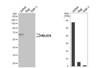 HELIOS Recombinant Rabbit Monoclonal Antibody (HL5252)
