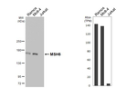 MSH6 Antibody in Western Blot (WB)
