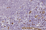 CD235a Recombinant Rabbit Monoclonal Antibody (HL5297)