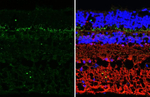 mGluR6 Recombinant Rabbit Monoclonal Antibody (HL4516)