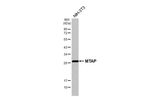 MTAP Antibody in Western Blot (WB)