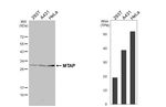 MTAP Antibody in Western Blot (WB)