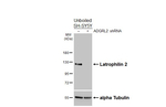 LPHN2 Recombinant Rabbit Monoclonal Antibody (HL4270)