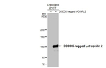 LPHN2 Antibody in Western Blot (WB)