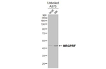 MRGPRF Antibody in Western Blot (WB)
