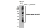 MRGPRF Recombinant Rabbit Monoclonal Antibody (HL4802)