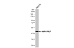 MRGPRF Antibody in Western Blot (WB)