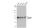 FMRP Recombinant Rabbit Monoclonal Antibody (HL5117)
