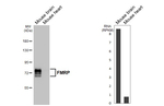 FMRP Antibody in Western Blot (WB)