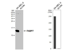 FABP7 Recombinant Rabbit Monoclonal Antibody (HL5054)