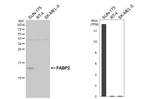 FABP2 Antibody in Western Blot (WB)