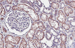 GBA Antibody in Immunohistochemistry (Paraffin) (IHC (P))