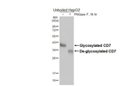CD7 Antibody in Western Blot (WB)