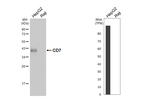 CD7 Recombinant Rabbit Monoclonal Antibody (HL5248)