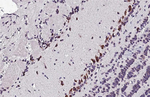 HTR2C Recombinant Rabbit Monoclonal Antibody (HL5352)