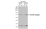 HTR2C Antibody in Western Blot (WB)