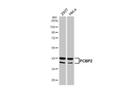 PCBP2 Antibody in Western Blot (WB)