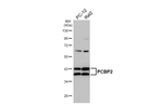 PCBP2 Antibody in Western Blot (WB)