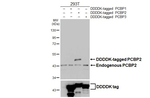 PCBP2 Antibody in Western Blot (WB)