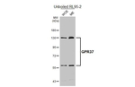 GPR37 Antibody in Western Blot (WB)