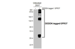 GPR37 Recombinant Rabbit Monoclonal Antibody (HL4948)