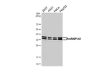 HNRNPA0 Recombinant Rabbit Monoclonal Antibody (HL5089)