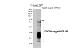 GPR182 Recombinant Rabbit Monoclonal Antibody (HL5311)
