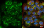 STIM1 Recombinant Rabbit Monoclonal Antibody (HL4832)