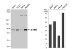STIM1 Antibody in Western Blot (WB)