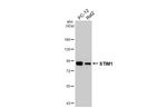 STIM1 Antibody in Western Blot (WB)