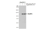 NLRP3 Recombinant Rabbit Monoclonal Antibody (HL5077)