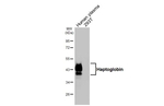 Haptoglobin Antibody in Western Blot (WB)