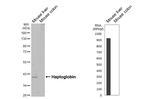 Haptoglobin Recombinant Rabbit Monoclonal Antibody (HL4637)