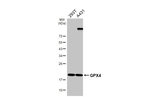 GPX4 Antibody in Western Blot (WB)