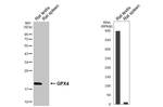 GPX4 Antibody in Western Blot (WB)