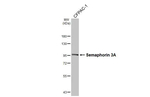 SEMA3A Antibody in Western Blot (WB)