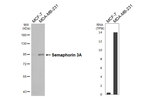 SEMA3A Antibody in Western Blot (WB)