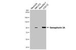 SEMA3A Recombinant Rabbit Monoclonal Antibody (HL4837)