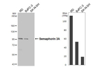 SEMA3A Antibody in Western Blot (WB)
