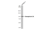 SEMA3A Antibody in Western Blot (WB)